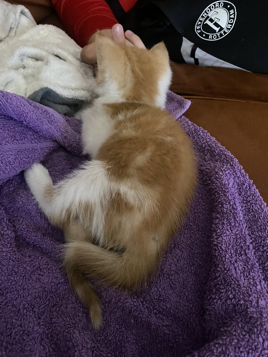 Gezocht: de held die een 4 weken oude kitten uit ze rijdende auto gooide in Elshout?! De dierenarts rekening hoef ik niet te hebben, kitten krijg je ook niet meer terug maar wel wat anders van mij!!!ze gebroken staart word jou neus, zijn pootje je oogkas!!