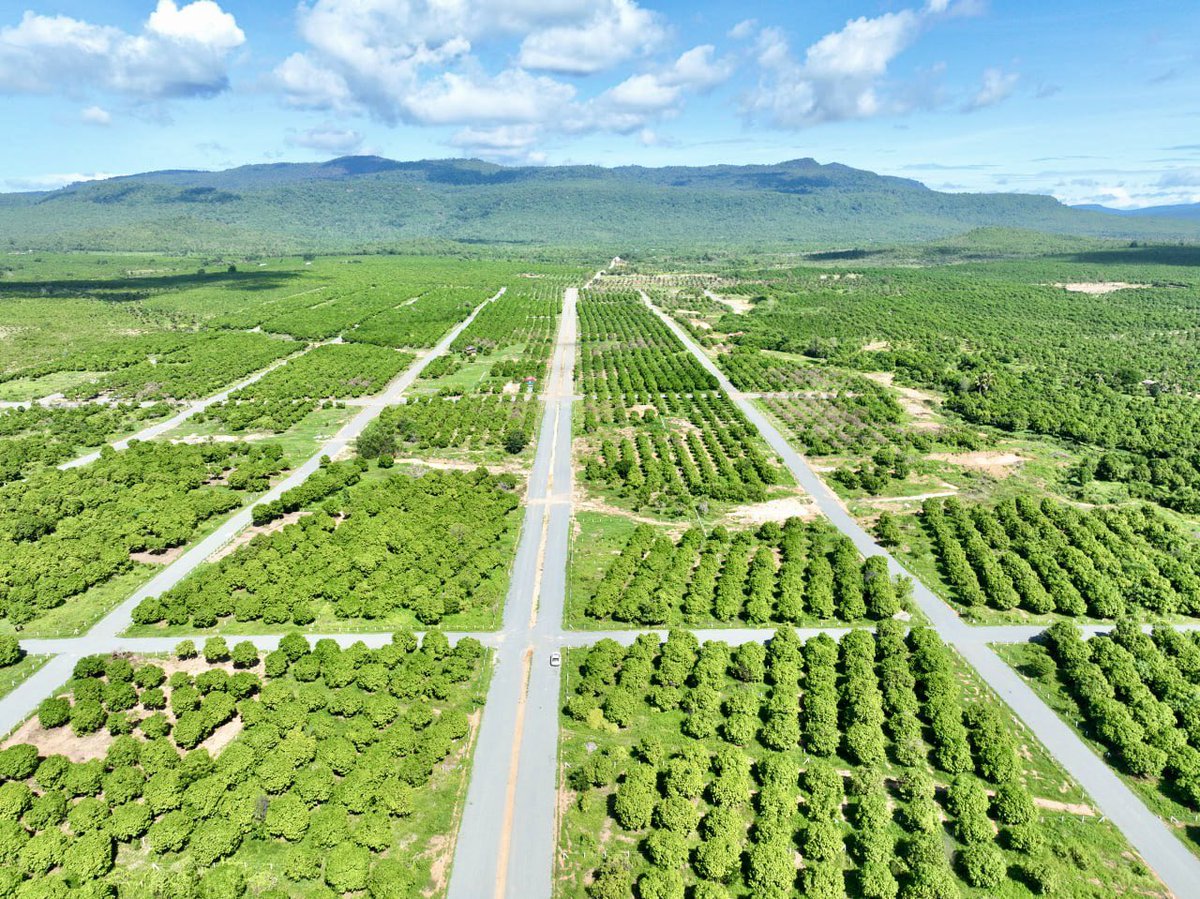 VisethTHA2's tweet image. ១ខែ 50$-$100 បង់រំលស់ ៥ឆ្នាំ គ្មានការប្រាក់ បានដីលំហែជើងភ្នំ គីរីរម្យ ក្បាល 15x30m, 15x40m មានរបង មានដំណាំ ចំនេញតកូន ចាប់អារម្មណ៍ឆាតមកខ្ញុំផ្ទាល់_🥰🥰.