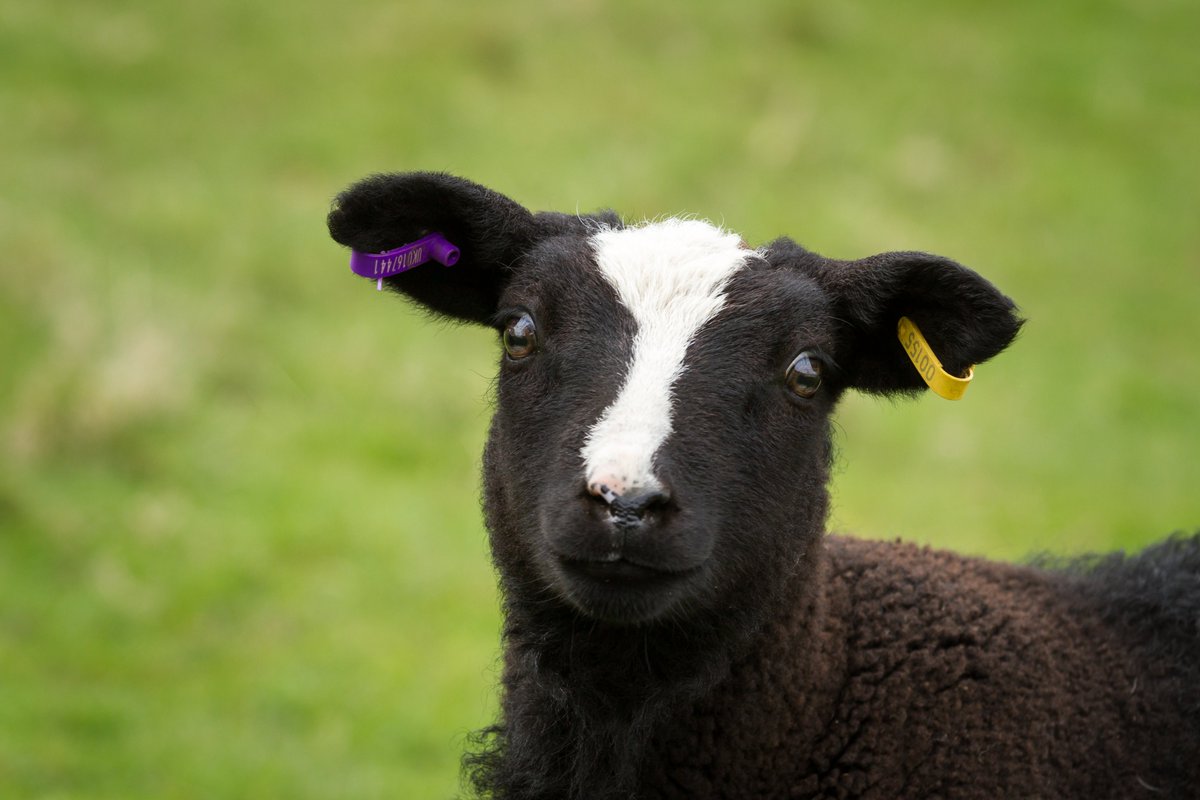Are you heading to the <a href="/BlackIsleShow/">Black Isle Show</a> on 1 August?

It's one of the key events in Scotland's agricultural show calendar, and we'll be sponsoring the Zwartbles sheep class this year. Best of luck to everyone taking part and say hello if you come across any of our team on the day!
