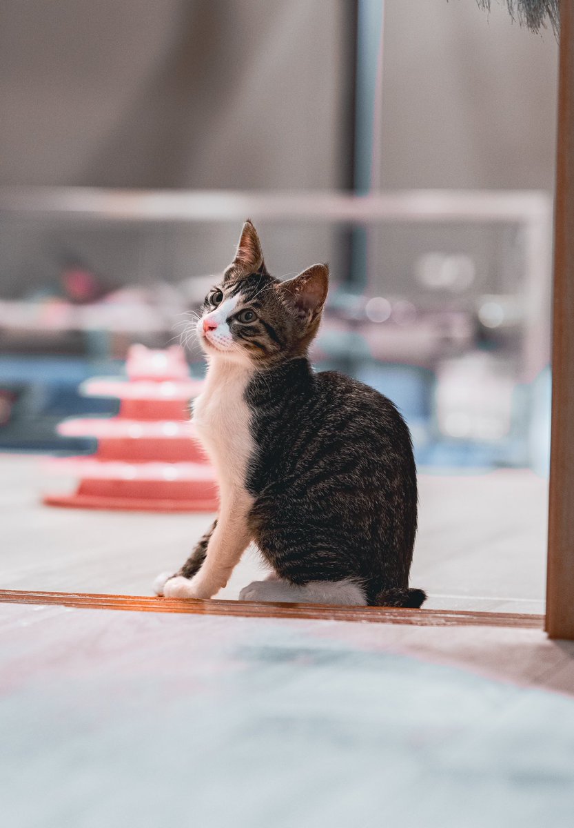AngeliParva's tweet photo. 【緊急　猫ちゃんの命を繋いで🙏】
熊本市の愛護センターで7/21・28・8/4で譲渡会が有ります。今まで殺処分0で踏ん張られてましたが、限界に達し譲渡先が見つからない猫ちゃんは処分の対象となります。30頭前後の猫ちゃんが居て、うちでもお迎えを検討してますが皆様もどうかご検討をお願い致します🙇 https://t.co/8bnqORlzId