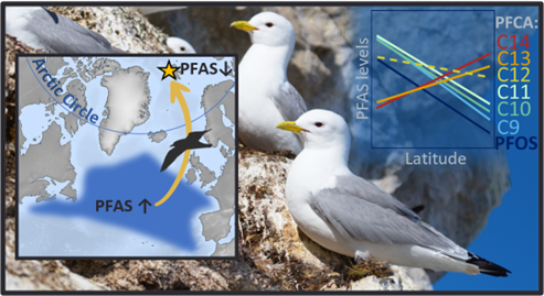 New article in #EnvSciTech! We combined #contaminant analysis from the blood of prelaying #seabirds and #migration tracking, showing that distant wintering areas, more than local contamination, explained #PFAS burdens at the #Arctic nesting site. doi.org/10.1021/acs.es…