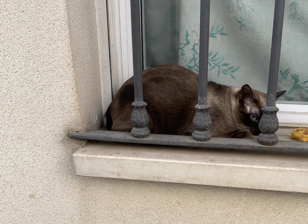 🛑🛑🛑GATO PERDIDO 🛑🛑🛑
BADAJOZ ZONA SAN ANDRÉS
LLEVA GRAN PARTE DE LA NOCHE Y HASTA AHORA EN UNA DE MIS VENTANAS