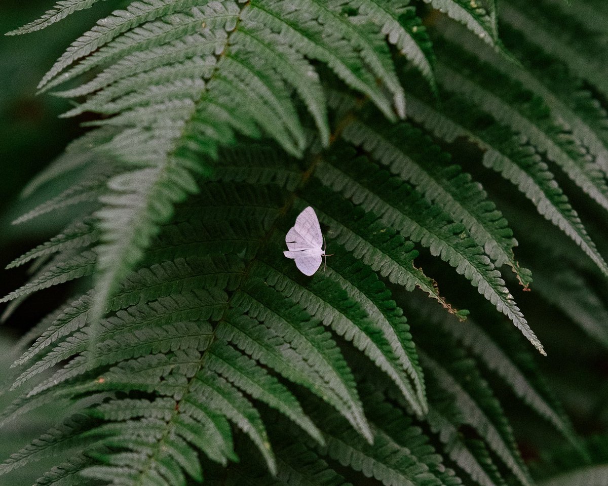 mirko_errigo's tweet photo. @ViewFromShikhar From my series 'Hidden Harmony. https://t.co/HajnhRNSmb
