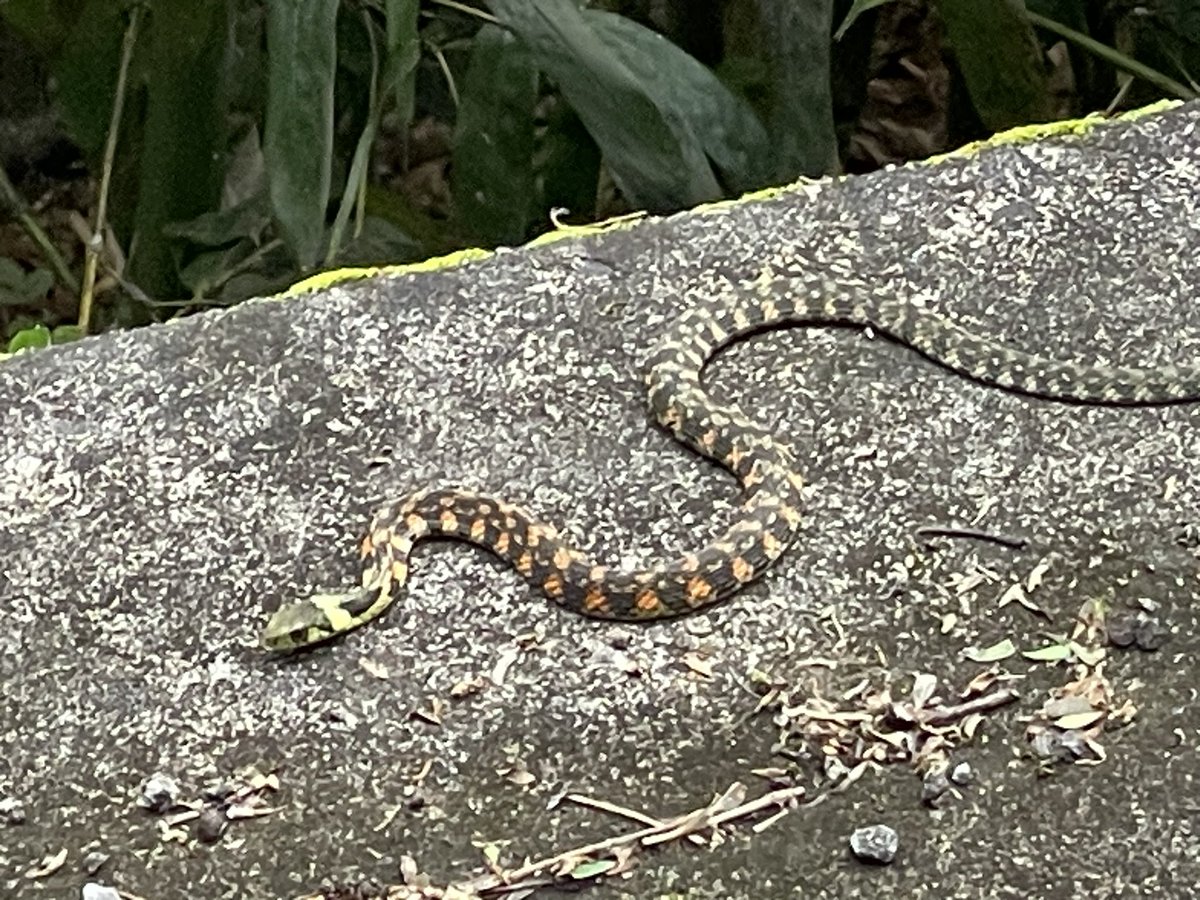 TweetTVJP's tweet image. ヤマカガシって言う毒蛇みたい❣️😱

危険生物に近付いてみました（汗）　～ヤマカガシ 
plaza.rakuten.co.jp/spiranthes/dia… #r_blog