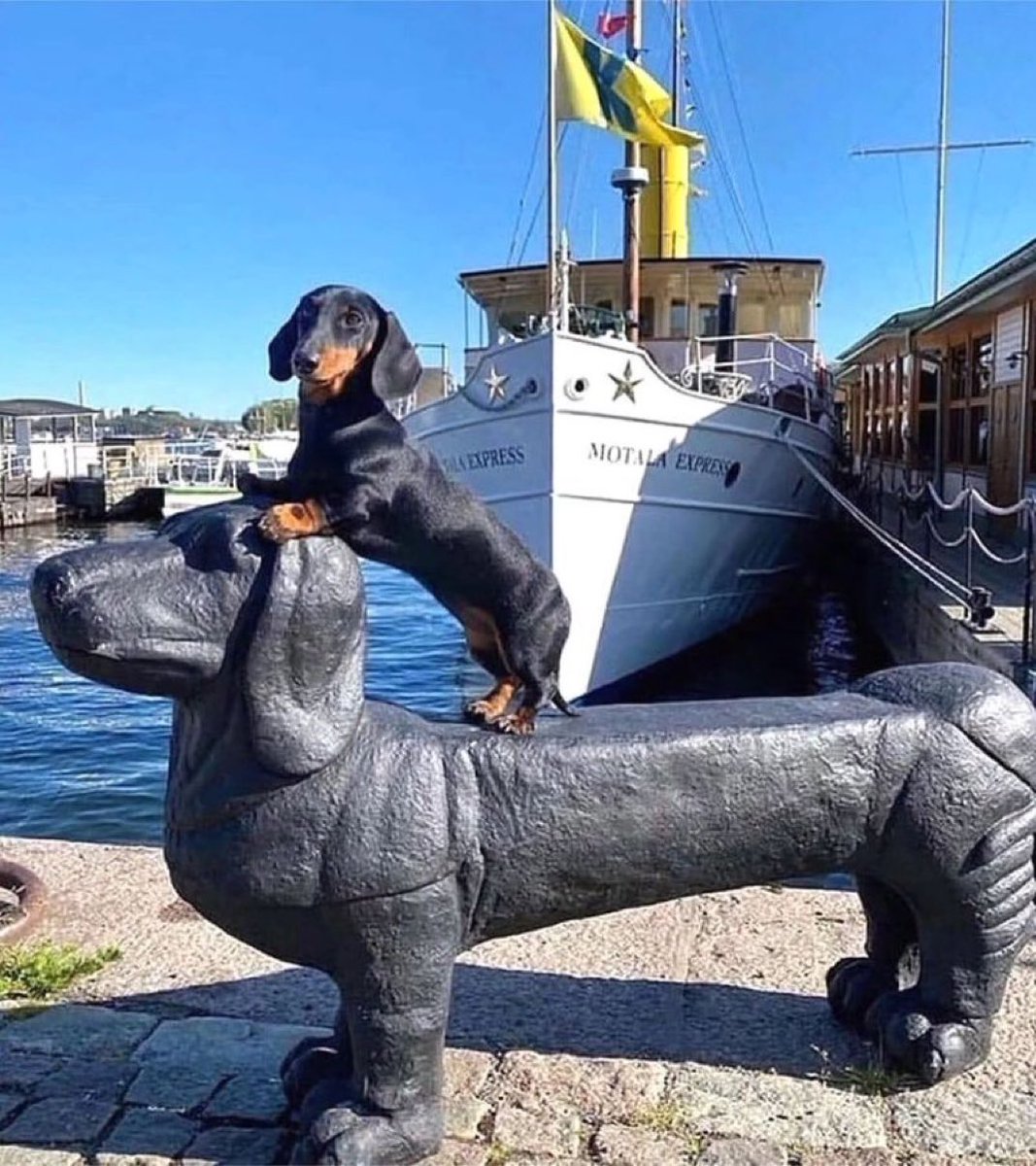 out of context dogs (@contextdogs) on Twitter photo 