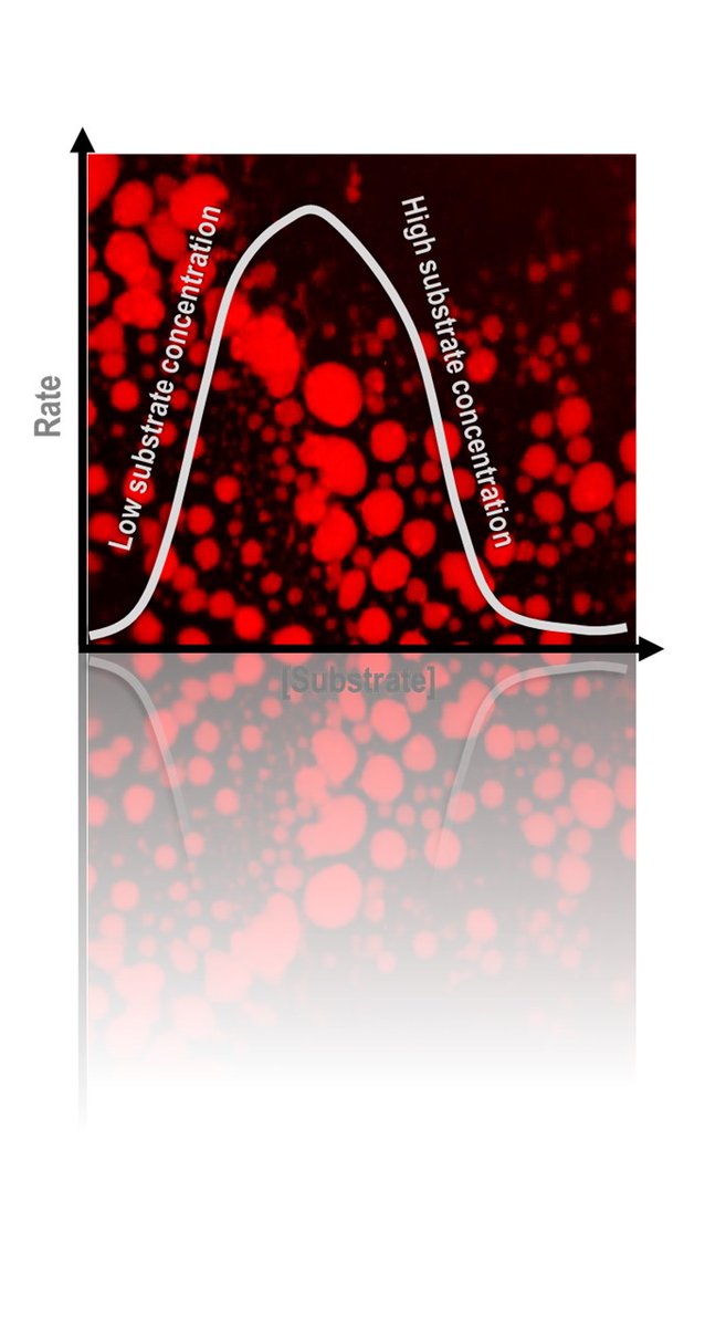 Sharmistha Sinha (@sinhalabinst) on Twitter photo LLPS can enhance catalytic reaction rates, but our latest study in collaboration with <a href="/Rakshits2016/">Sabyasachi Rakshit</a> reveals a twist. At high substrate concentrations, phase transitions in droplets restrict movement, reducing reaction rates. doi.org/10.1039/D4NR01…
<a href="/Silkybedi2/">Silky bedi</a> <a href="/smrose_24/">S M Rose</a> LLPS can enhance catalytic reaction rates, but our latest study in collaboration with <a href="/Rakshits2016/">Sabyasachi Rakshit</a> reveals a twist. At high substrate concentrations, phase transitions in droplets restrict movement, reducing reaction rates. doi.org/10.1039/D4NR01…
<a href="/Silkybedi2/">Silky bedi</a> <a href="/smrose_24/">S M Rose</a>