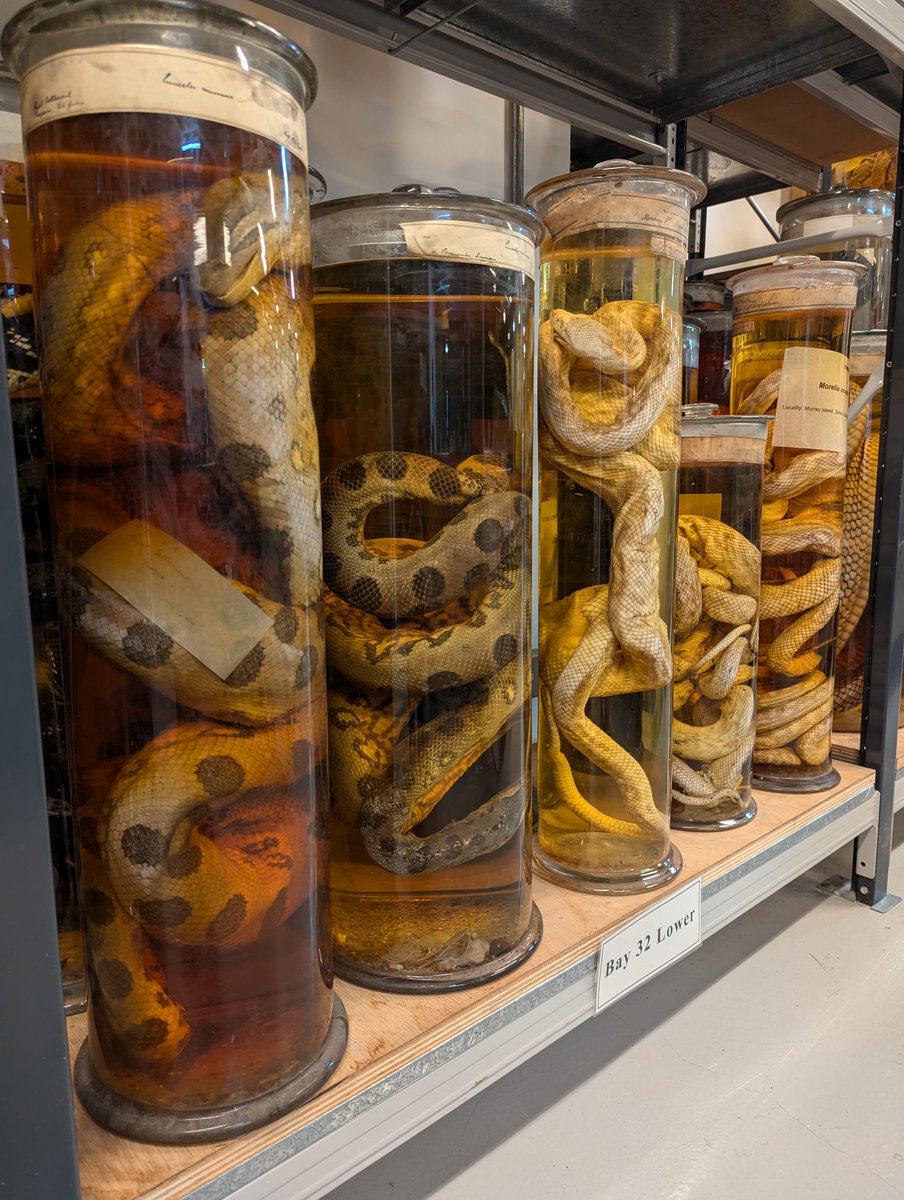 NHM_Science's tweet photo. It's #WorldSnakeDay 🐍 There are around 50,000 of these danger noodles in the collection. You can learn more about them from the brilliant @conorontology and @ian_g_brennan 🔗👇
#Herpetology #NaturalHistoryMuseumLondon

https://t.co/ZEZYVn1YWc https://t.co/sLyDKhrr2b