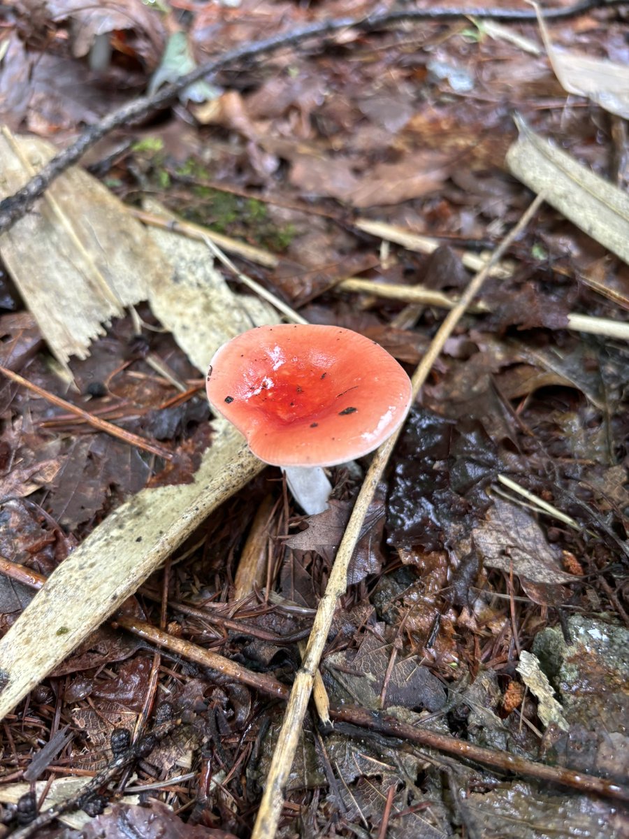 wave___73's tweet photo. 赴任先のホテルの周りお散歩して見つけたキノコたち🍄
赴任してからずーっと曇り雨続きやけど、空気���んでるし雨の水滴のおかげできらきらしてみえるから梅雨もいいね https://t.co/U04k1S6Idc
