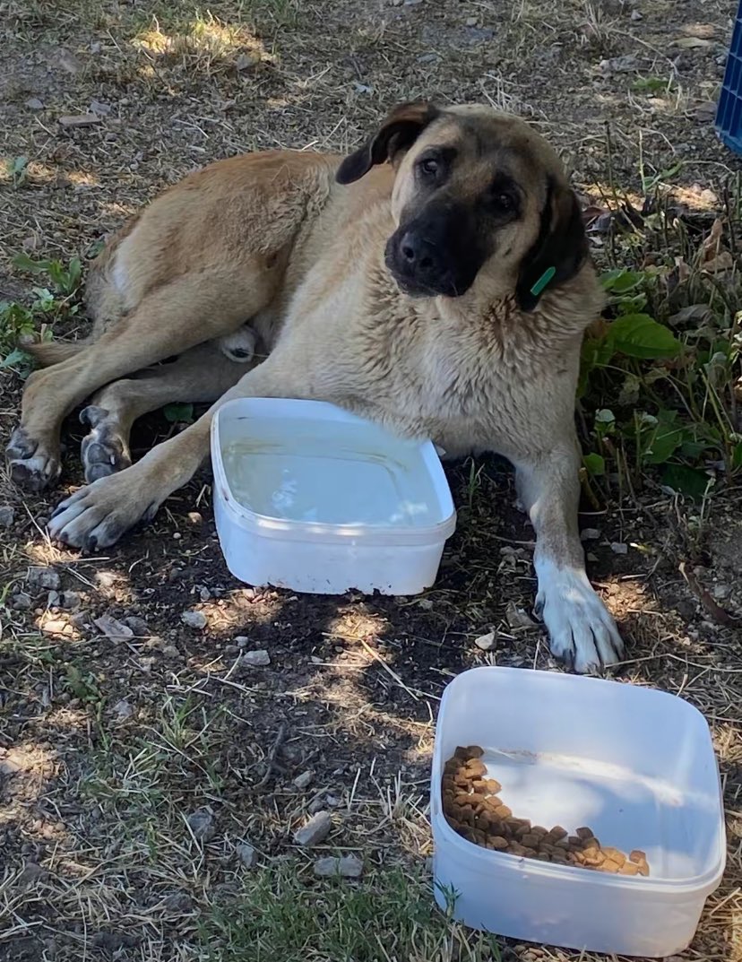 #YasayiGeriCek #SokakHayvanlariSahipsizDegildir