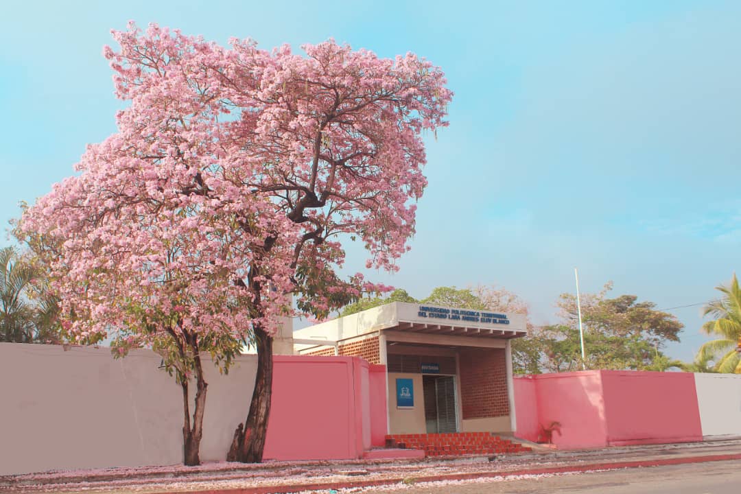 michellyvivas's tweet image. Son 14 años que se suman a la hermosa historia que nos precede, escrita por hombres y mujeres comprometidos con el futuro de la Patria, formando para la vida, el amor y la paz...

Feliz aniversario número 14, Uptaebistas de LARA

#14AñosUPTAEB

@uptlara @MPPEU_Ve