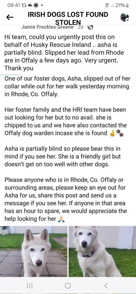 #Rhode #Offaly partially blind #rescuedogmissing please help