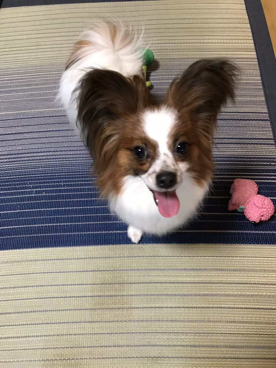 0519yumin's tweet photo. @matsu_bouzu 犬どうぞ https://t.co/KCJ4VYeAyc