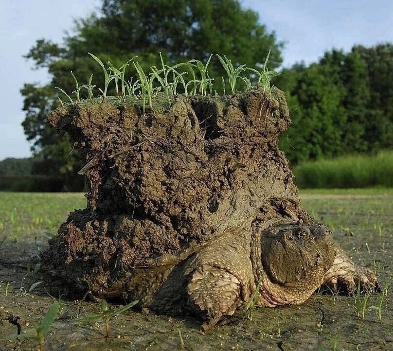 Look at this absolute unit of a common snapping turtle coming out of hibernation carrying the earth on its back