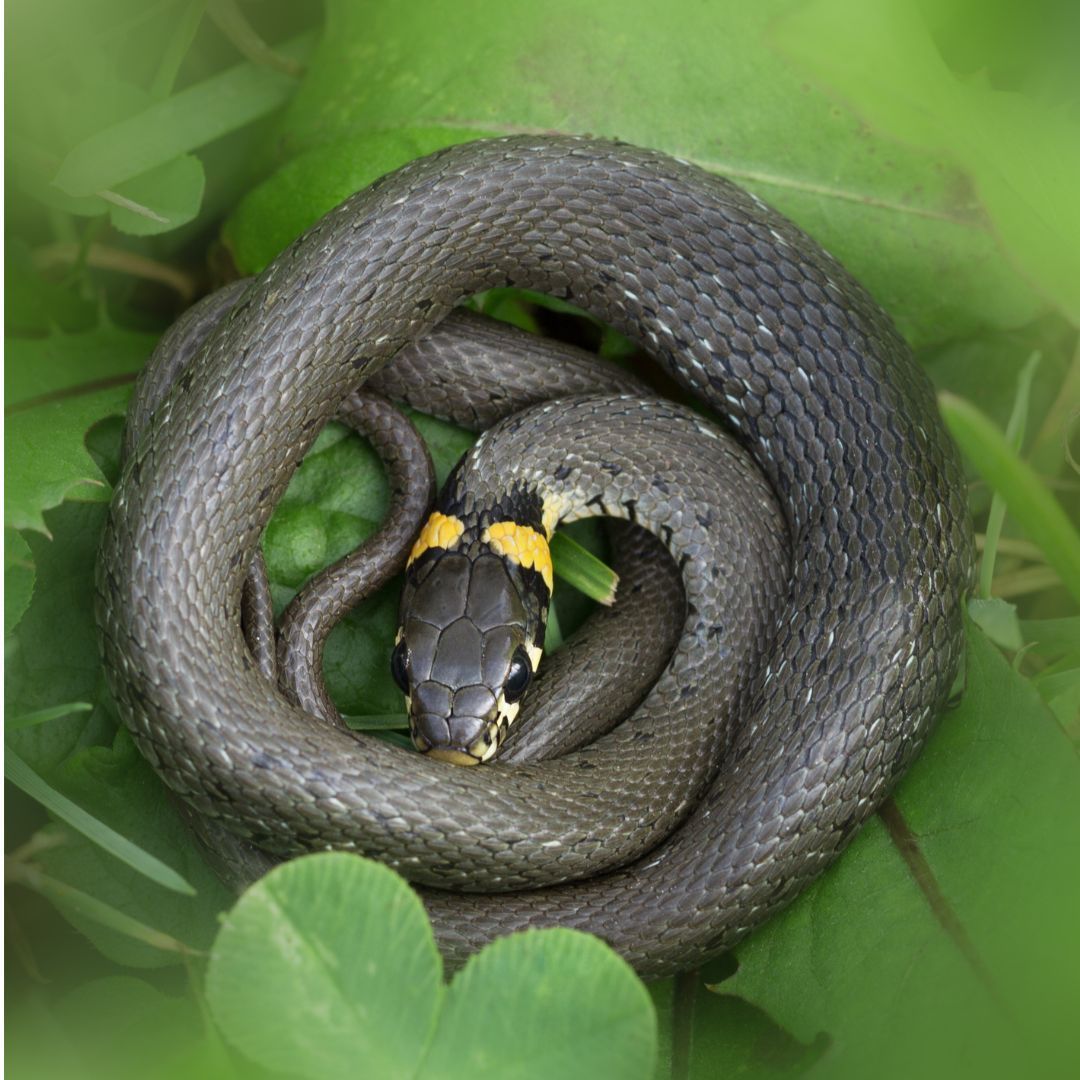 Happy Snake Day everyone! The Buckinghamshire Amphibian and Reptile Group is the place to go to record your sightings, get involved with surveys and get more information about the snakes, lizards and amphibians that call Buckinghamshire home. 

buff.ly/3Y6tvVx