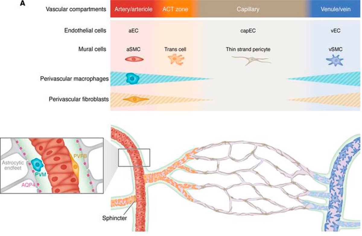 Inserm Paris 5 Ipnp (@insermu1266) on Twitter photo N Dupre, A Drieu and A Joutel at the IPNP have published a comprehensive review on cerebral small vessel disease, discussing contributions of endothelial dysfunction, smooth muscle cells and pericytes. pubmed.ncbi.nlm.nih.gov/38747292/ #journalclinicalInvestigation
<a href="/Inserm/">Inserm</a> <a href="/GhuParis/">GHU Paris Psy-Neuro</a> N Dupre, A Drieu and A Joutel at the IPNP have published a comprehensive review on cerebral small vessel disease, discussing contributions of endothelial dysfunction, smooth muscle cells and pericytes. pubmed.ncbi.nlm.nih.gov/38747292/ #journalclinicalInvestigation
<a href="/Inserm/">Inserm</a> <a href="/GhuParis/">GHU Paris Psy-Neuro</a>