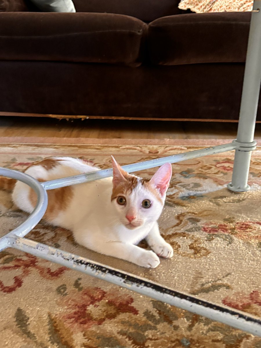 monidelacalle's tweet photo. Hola! Me encontré este gato por el centro el sábado
No me lo puedo quedar y no tiene chip, creo q tiene q ser de alguien porque es muy bueno y estaba muy limpio
Estoy buscando a su familia por si se ha perdido o a alguien q quiera y pueda hacerse cargo de él
De verdadq es un amor https://t.co/ZlP204QZqN
