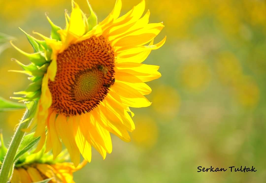 Fotoğraf 📷 Serkan Tultak
#Mersin #nikond7200 #nikon_turkiye #nikonturkiye #nikond7200photography #lestguide #worldtourists #places #fotoğraf #gununkaresi #natgeotravel #travelphotography #naturephotography #thegezginler #photooftheday #travel #gezelimgörelim