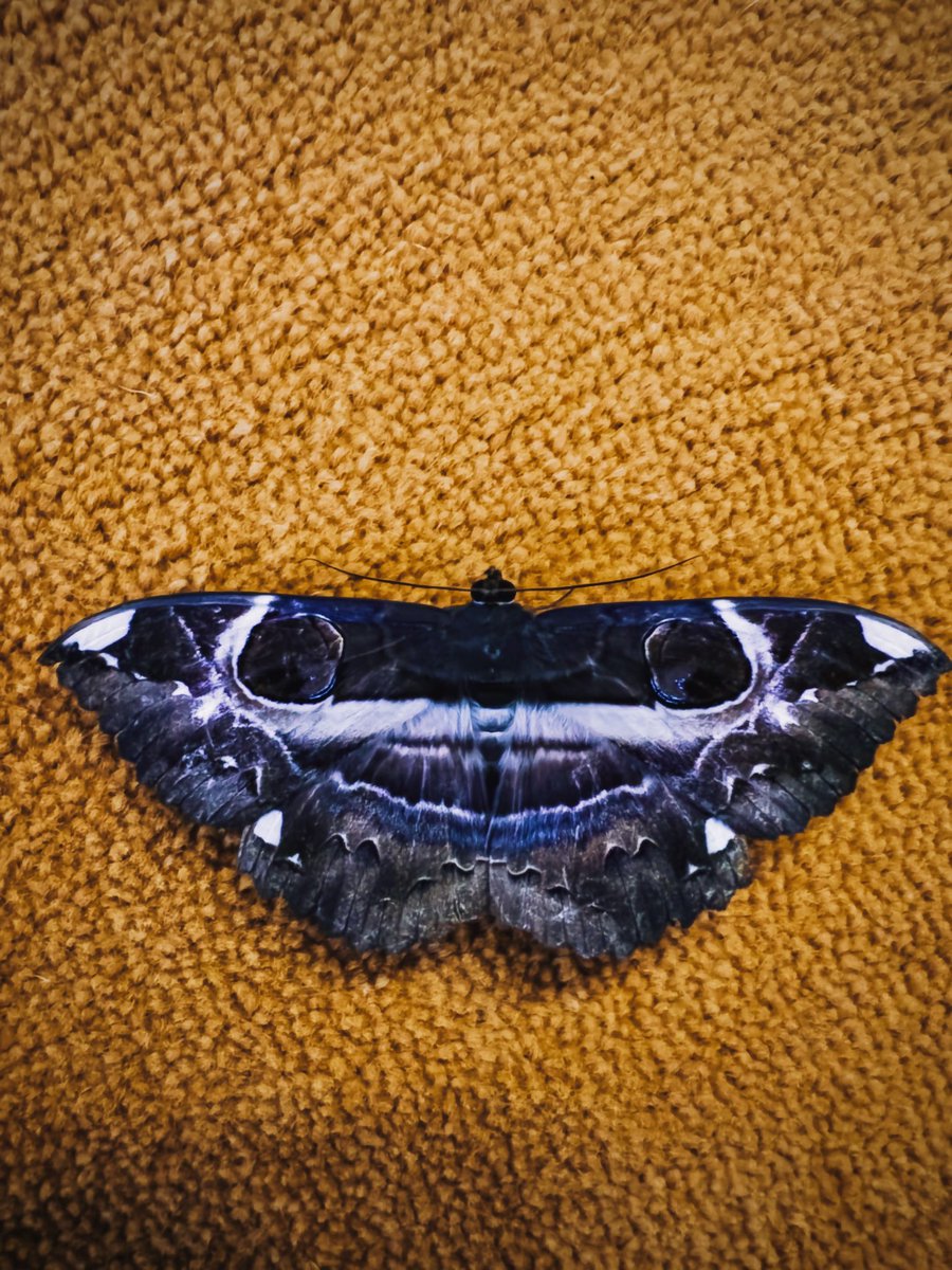 FARISSAHARDIN's tweet photo. The butterfly art

#photooftheday #mobilephotography #streetphotography #PictureOfTheDay #BeautyEverywhere https://t.co/hGpTRopuhy