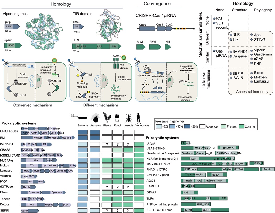 PLOS Biology (@plosbiology) on Twitter photo Ancestral immunity: @EnzoZ_P <a href="/AudeBer/">Aude Bernheim</a> &co explore the concept of ancestral #immunity - the set of immune modules (domains & proteins) conserved between #prokaryotes & #eukaryotes - including a putative evolutionary scenario for its existence #PLOSBiology plos.io/4cJNLRm Ancestral immunity: @EnzoZ_P <a href="/AudeBer/">Aude Bernheim</a> &co explore the concept of ancestral #immunity - the set of immune modules (domains & proteins) conserved between #prokaryotes & #eukaryotes - including a putative evolutionary scenario for its existence #PLOSBiology plos.io/4cJNLRm
