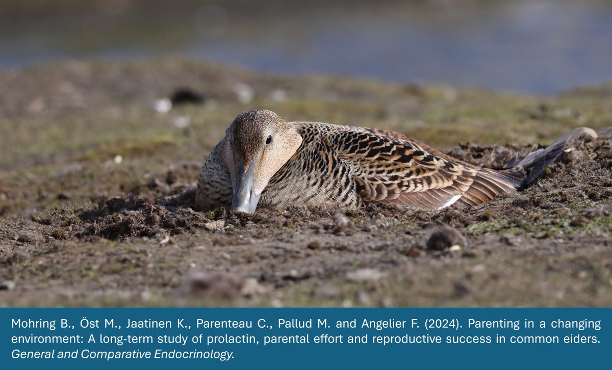 Bertille Mohring (@bertillemohring) on Twitter photo 📰New paper! We investigated long-term variation in ♀️ #CommonEider🦆#prolactin (the main parental care hormone), breeding success🐣and environmental conditions🦅🌦️doi.org/10.1016/j.ygce…
<a href="/FAngelier/">Frédéric Angelier</a> <a href="/Ecophy_CEBC/">Ecophy</a> <a href="/CEBC_ChizeLab/">CEBC/ChizéLab</a>
@INEE_CNRS <a href="/UnivLaRochelle/">La Rochelle Université</a> <a href="/AboAkademi/">Åbo Akademi University</a> <a href="/Tvarminne/">Tvärminne Zoological Station</a> 🇫🇮 📰New paper! We investigated long-term variation in ♀️ #CommonEider🦆#prolactin (the main parental care hormone), breeding success🐣and environmental conditions🦅🌦️doi.org/10.1016/j.ygce…
<a href="/FAngelier/">Frédéric Angelier</a> <a href="/Ecophy_CEBC/">Ecophy</a> <a href="/CEBC_ChizeLab/">CEBC/ChizéLab</a>
@INEE_CNRS <a href="/UnivLaRochelle/">La Rochelle Université</a> <a href="/AboAkademi/">Åbo Akademi University</a> <a href="/Tvarminne/">Tvärminne Zoological Station</a> 🇫🇮