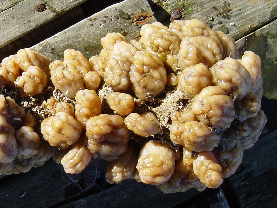 Researcher and director of #CEAB <a href="/CSIC/">CSIC</a>, <a href="/M_Rius_/">Marc Rius - Ecology & Evolution Lab</a>,  is conducting an international workshop on marine alien species in #SouthAfrica 🌍

👉 The event will provide keys to identifying different types of ascidians.

More 🔗bit.ly/3zRIqZv