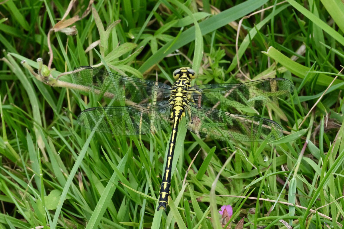 FREE Nature tweet media