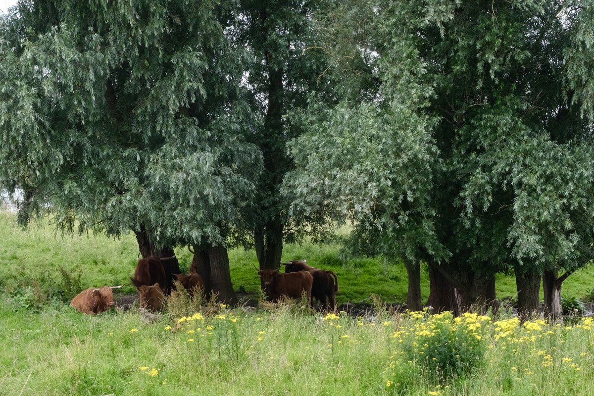 Als larf verstopt de zeldzame rivierrombout zich vier jaar in de modder: eenmaal uitgeslopen, houdt hij zich op in de structuurrijke ruigtes niet ver van de oever. Op Kuipersveer vindt de libelle alles wat hij nodig heeft: beschutting, voedsel, én elkaar. 🌱🐂