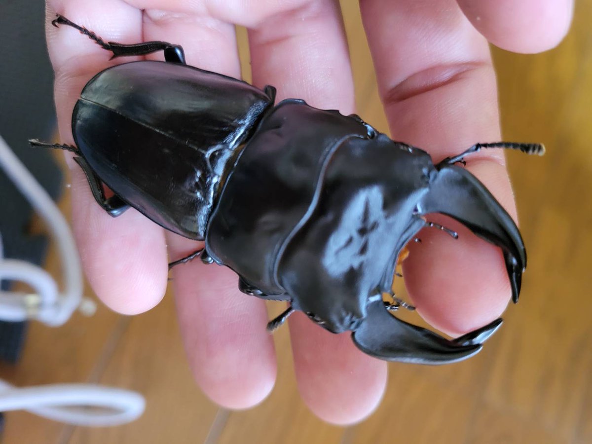 大阪の兄貴の子孫ヌ゙はデカいで太め🖖🥹