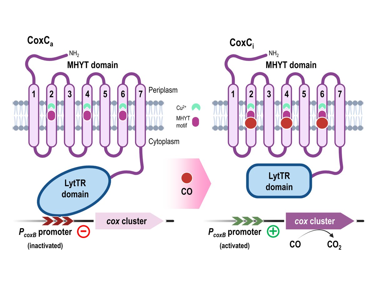 #CIBpapers

"Characterization of a protein domain in bacteria that works as a gas sensor". 

A study published in @NAR_Open by the group of Prof. Díaz at <a href="/CIB_CSIC/">CIB Margarita Salas (CSIC)</a> characterizes the MHYT protein domain postulated as a sensor of gases such as CO, O2, NO.

➡️i.mtr.cool/tzopwnxukc