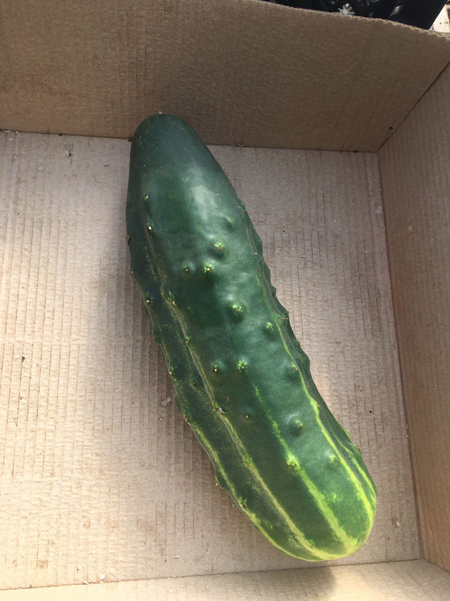DorchCommFarm's tweet photo. We have cucumbers in the polytunnel 🎉 #cucumbers #transitiontown #communityfarm https://t.co/hZVmE9PawC