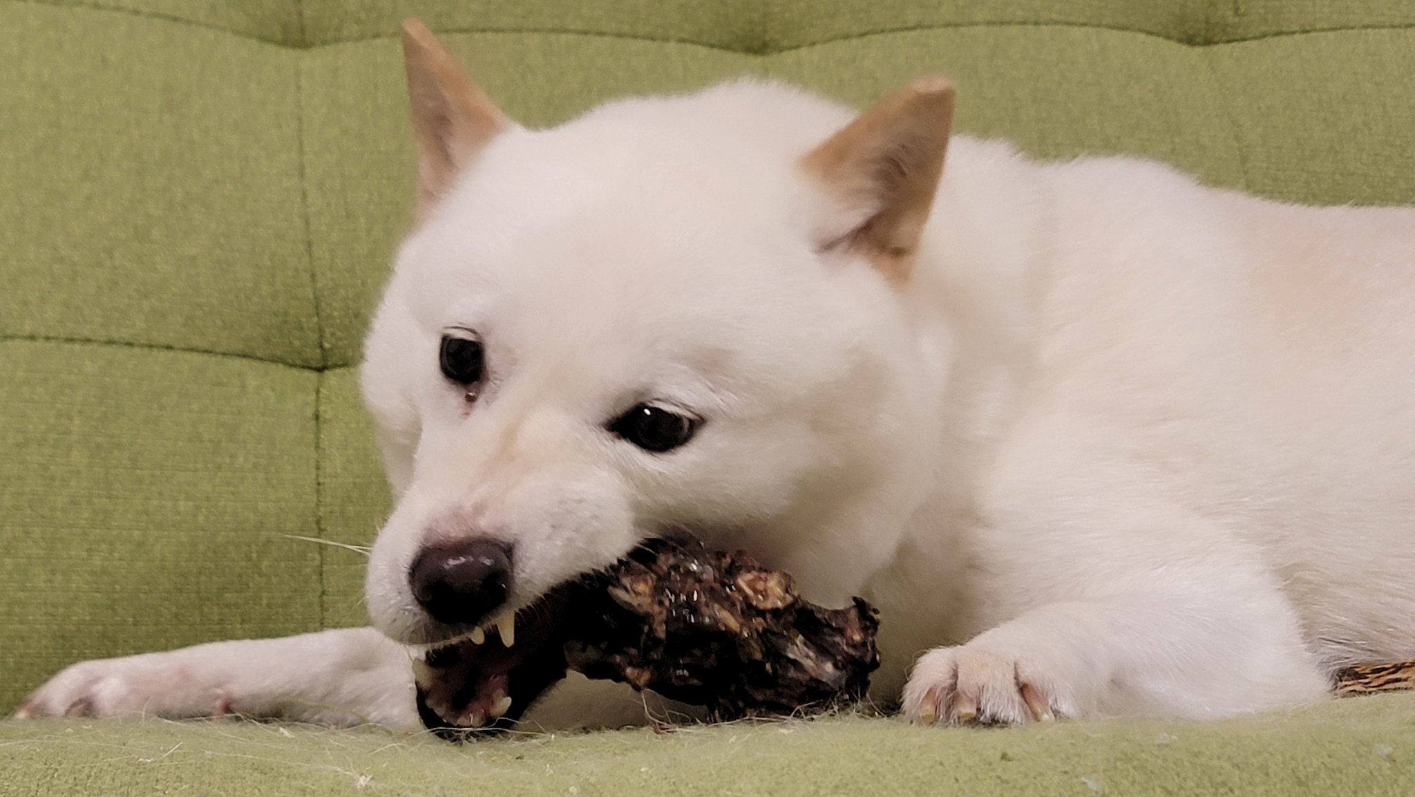 しろい犬 うちの白犬 - Search / X