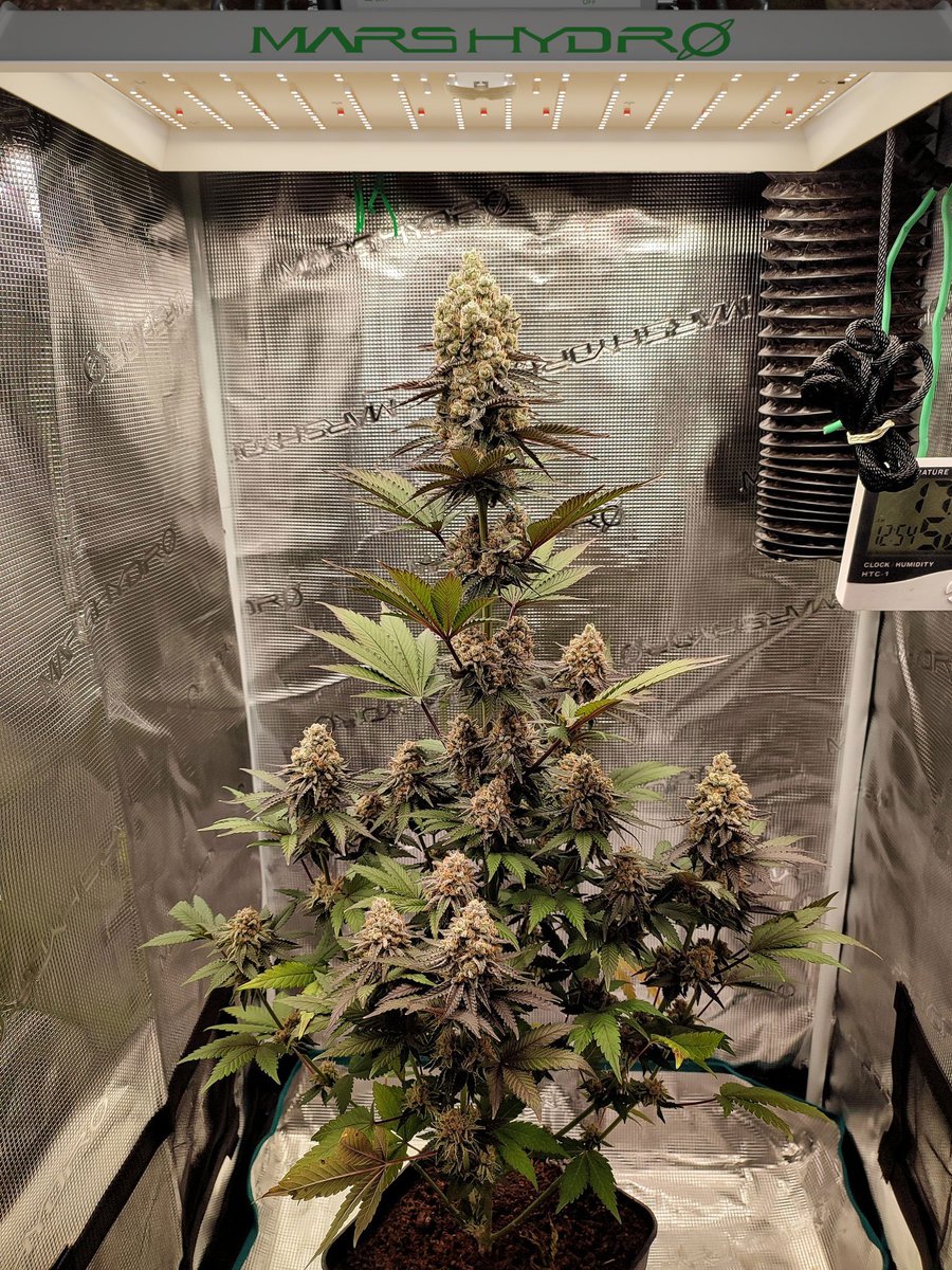 MarsHydroLight's tweet photo. We're loving life under the Mars Hydro TS 1000 LED Grow Light. 💪

Just curious… how tall do your lovely ladies usually grow to? 🌿

Explore more ➡️ https://t.co/Gj2tMyNQiG

#MarsHydro #TS1000 #TSseries #LEDgrowlight https://t.co/dQE4ShKYSP