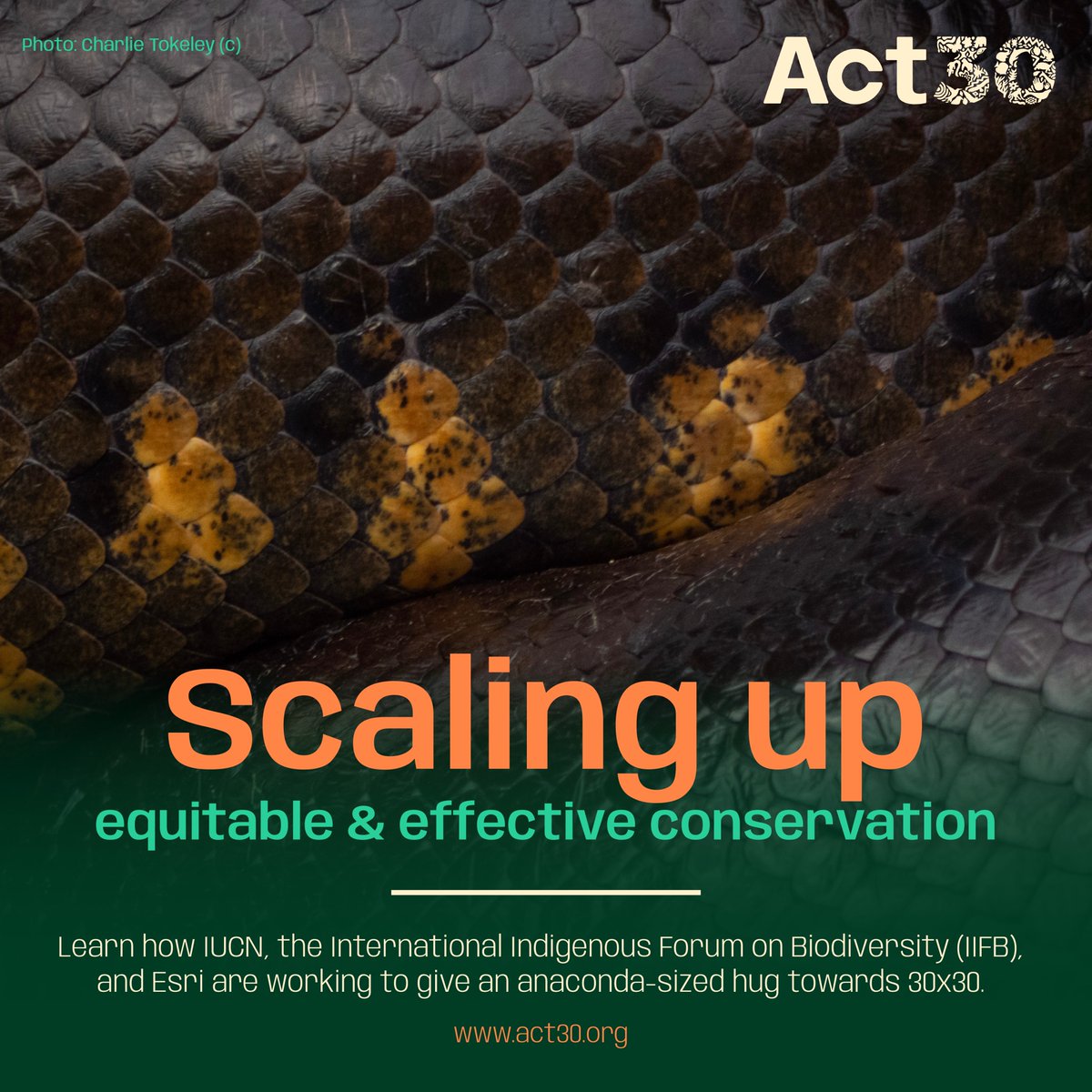IUCN_PA's tweet image. #WorldSnakeDay 

#Act30 is about effective conservation that respects rights, traditions and diverse knowledge systems.

#snakes are not only beautiful, but play an invaluable role in many ecosystems and cultures worldwide.

@Esri_Conserv @IIFB_indigenous @IUCN @HACforNP