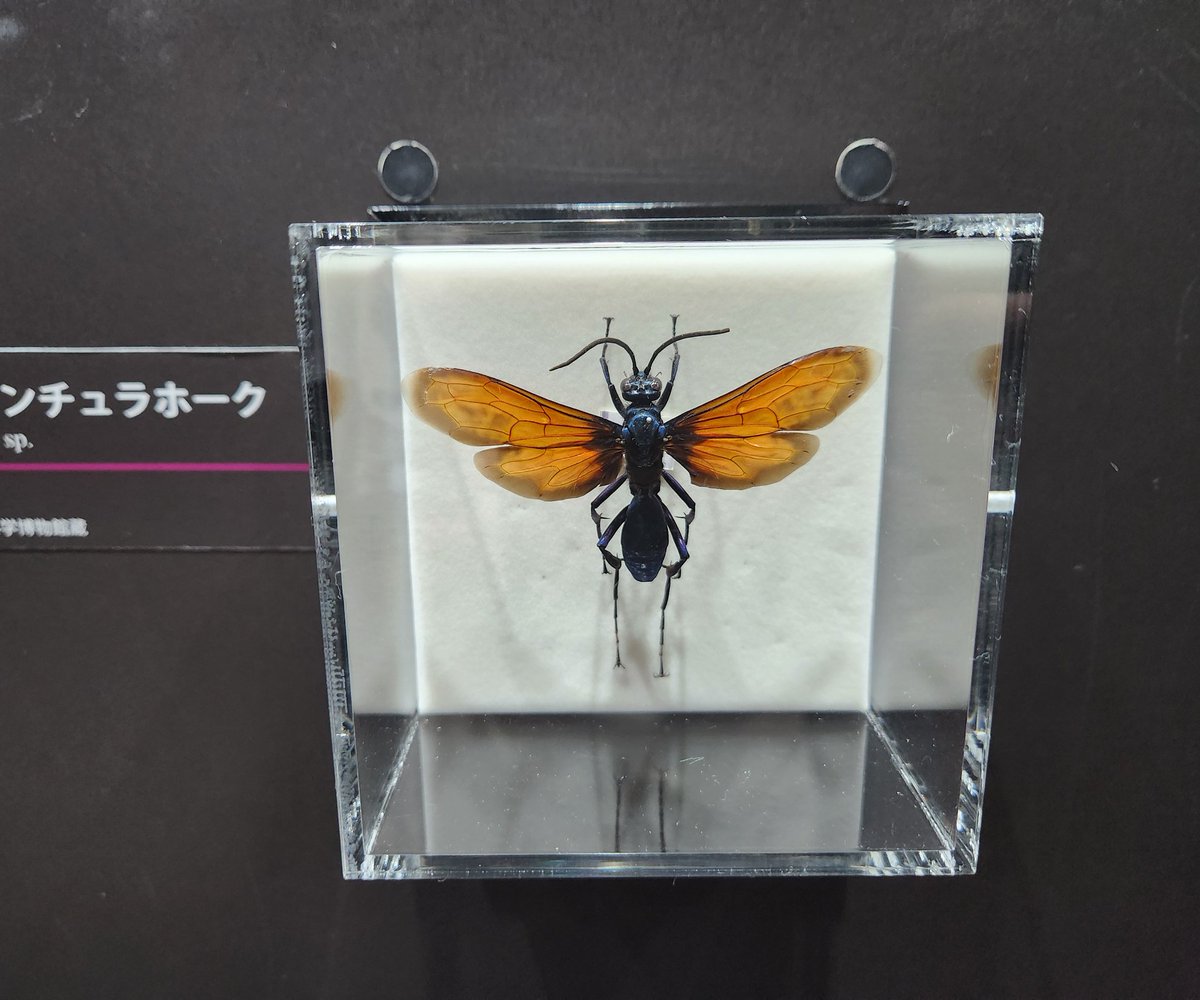 巨大ベッコウバチ GSmZu3NaQAAE6uo.jpg