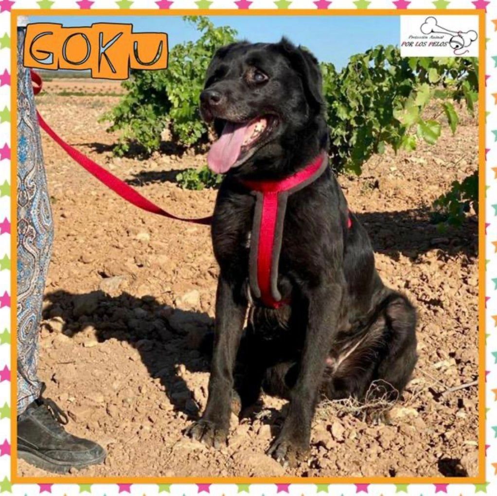 🐶GOKU🐶 #labrador 6,5años. 🆘SIGUE SIN NADA 🆘¿Os acordáis de él? Ha sido devuelto por su propia familia después de de ser adoptado y necesita URGENTEMENTE #acogida #adopcion Lo está pasando fatal. Educado y tranquilo. 👉 buff.ly/3JZ8Db4