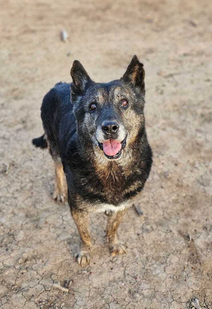 #ADOPCIÓN. #VALENCIA.

TELMA, hembra de unos 5 años.

Muy buen carácter y cariñosa, aunque no es muy sociable con otros perros ni con gatos. Ya esterilizada.

Podrás visitarla en " El Refugio de María ".

WhatsApps: 📱662 68 17 99/ 653 44 09 14