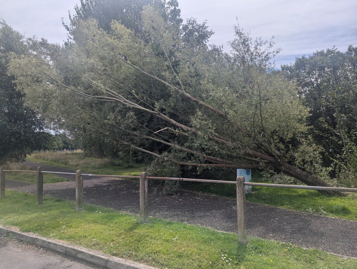 8624evans's tweet photo. @CarmsCouncil who needs to be contacted for this tree that fallen / falling down and only being held up by the sign in the photo? Extremely large tree that could potentially cause harm if it falls on someone that's walking past. It's at the end of SA153HA, Llanelli. https://t.co/P7gMDsVMov