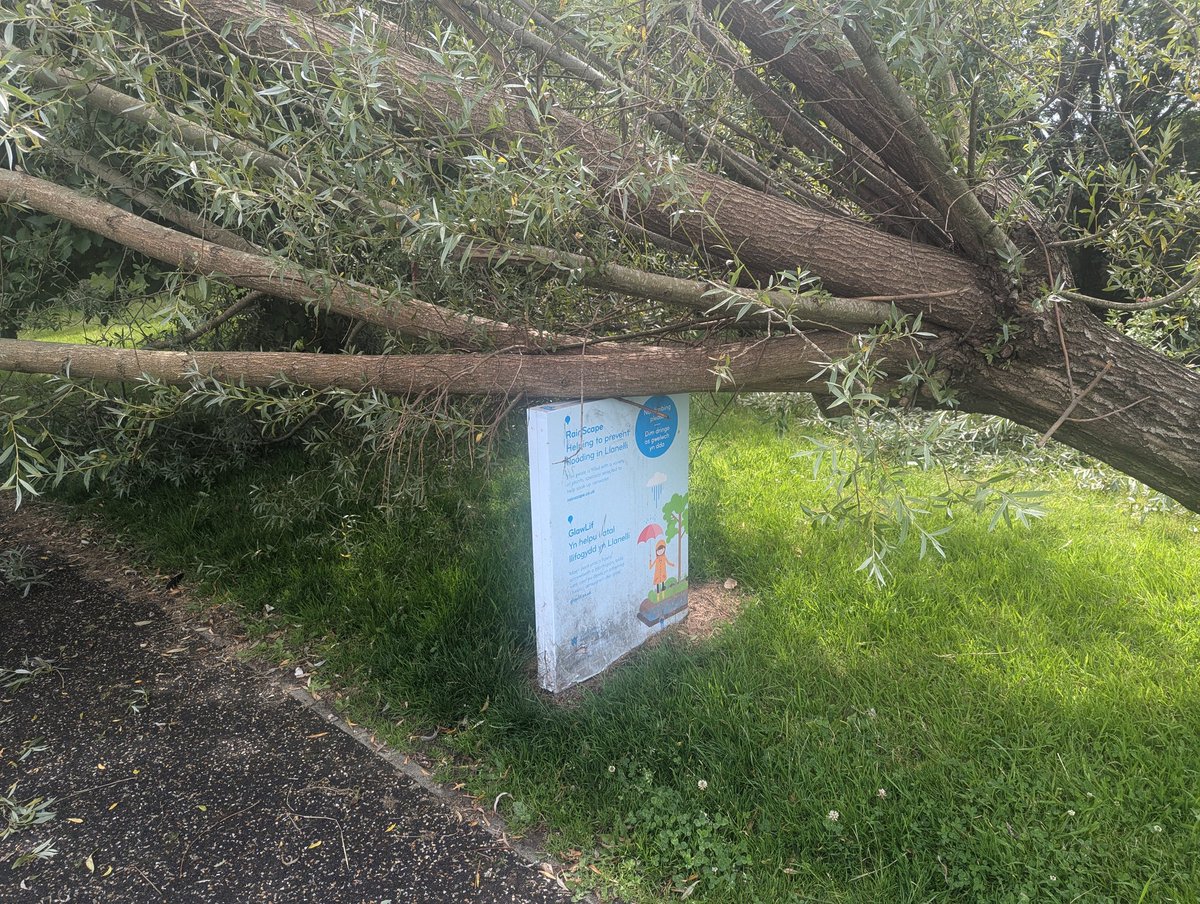 8624evans's tweet photo. @CarmsCouncil who needs to be contacted for this tree that fallen / falling down and only being held up by the sign in the photo? Extremely large tree that could potentially cause harm if it falls on someone that's walking past. It's at the end of SA153HA, Llanelli. https://t.co/P7gMDsVMov