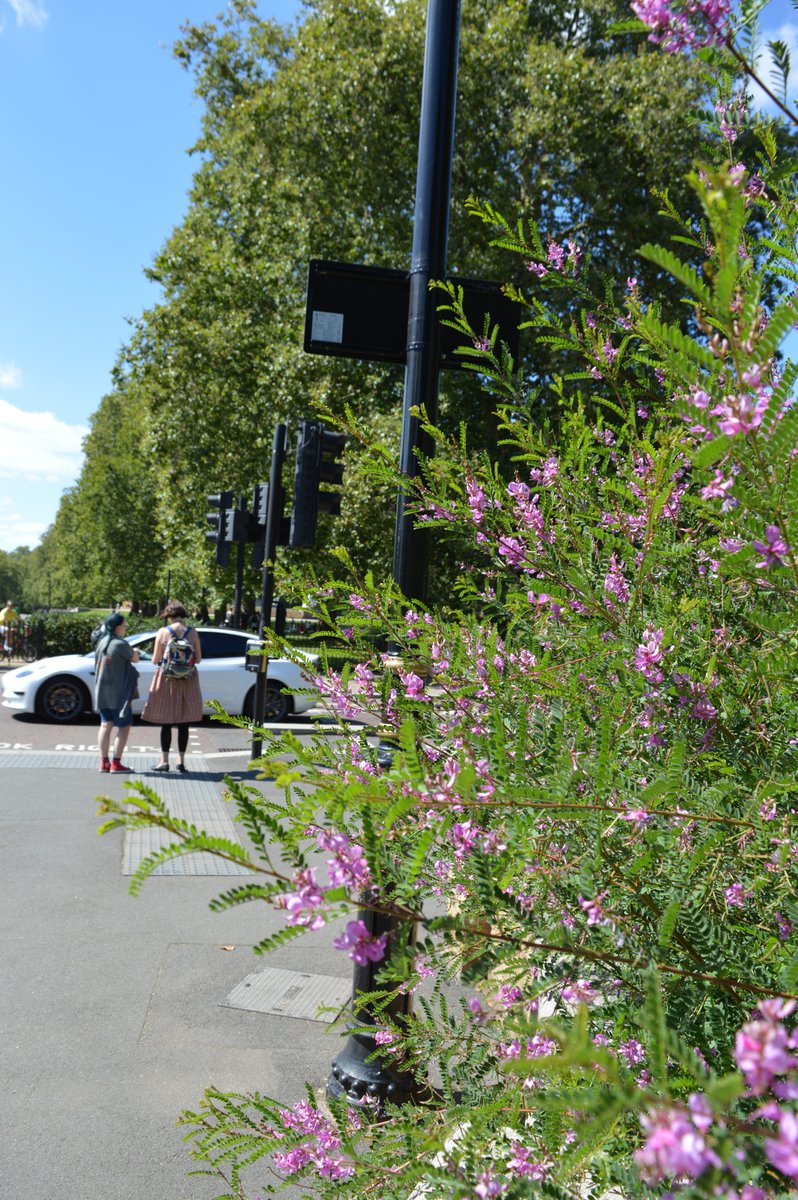 What do these roads have in common?
They're excellent #NatureOverheard survey spots!
As long as you have a 10x2m area of greenspace along a road, you can take part! 🐝Only 20 mins.
Full details: nhm.ac.uk/take-part/moni… #urbannature