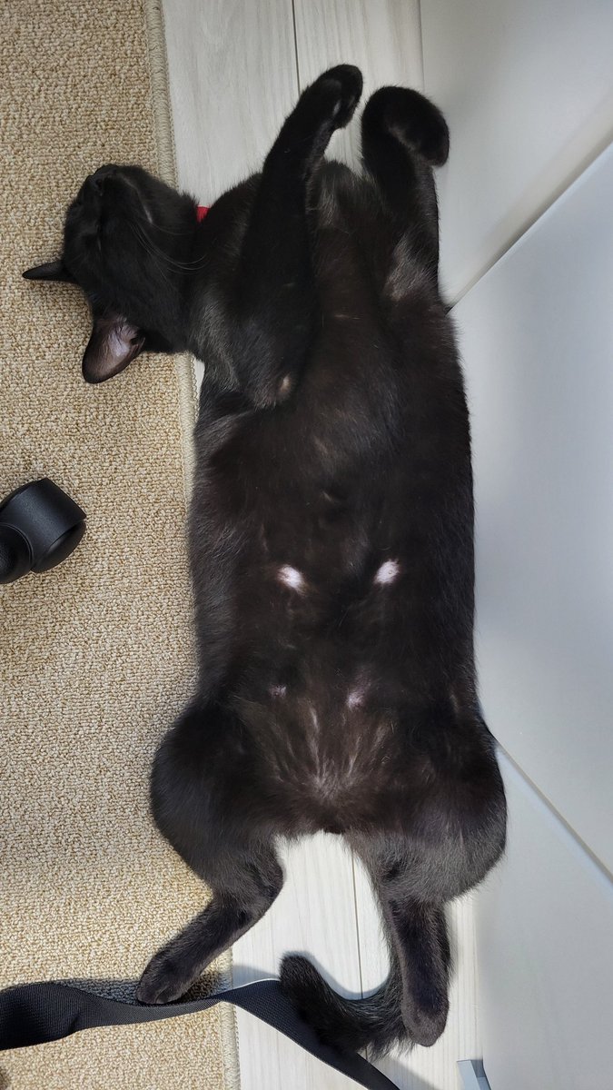 ＃黒猫を見せつける会
本日のおっぴろげ