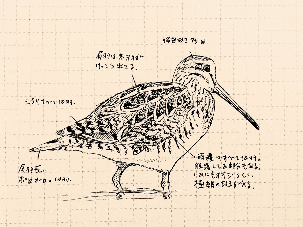オオジシギ成鳥(2024/07/16)
初認。草に拒まれて良い写真が撮れなかったので絵にしてみた。