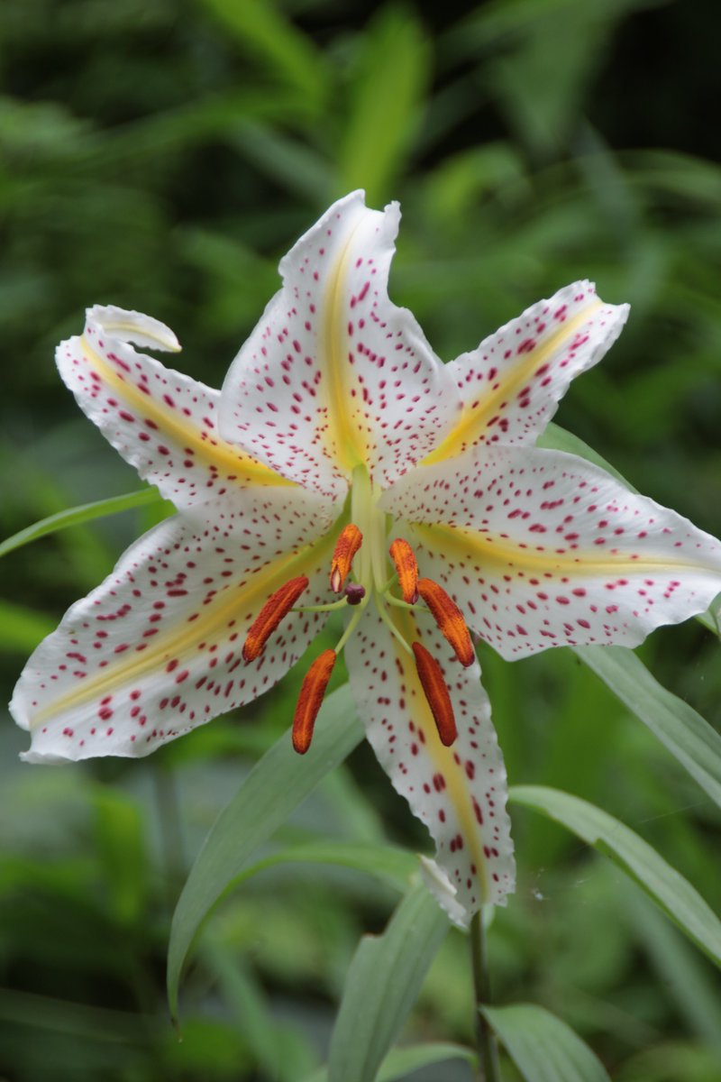 gontanokoneroku's tweet photo. Golden-rayed lily 😉

#LiliumAuratum #GoldenRayedLily #GoldbandLily https://t.co/78lwyWHuRk