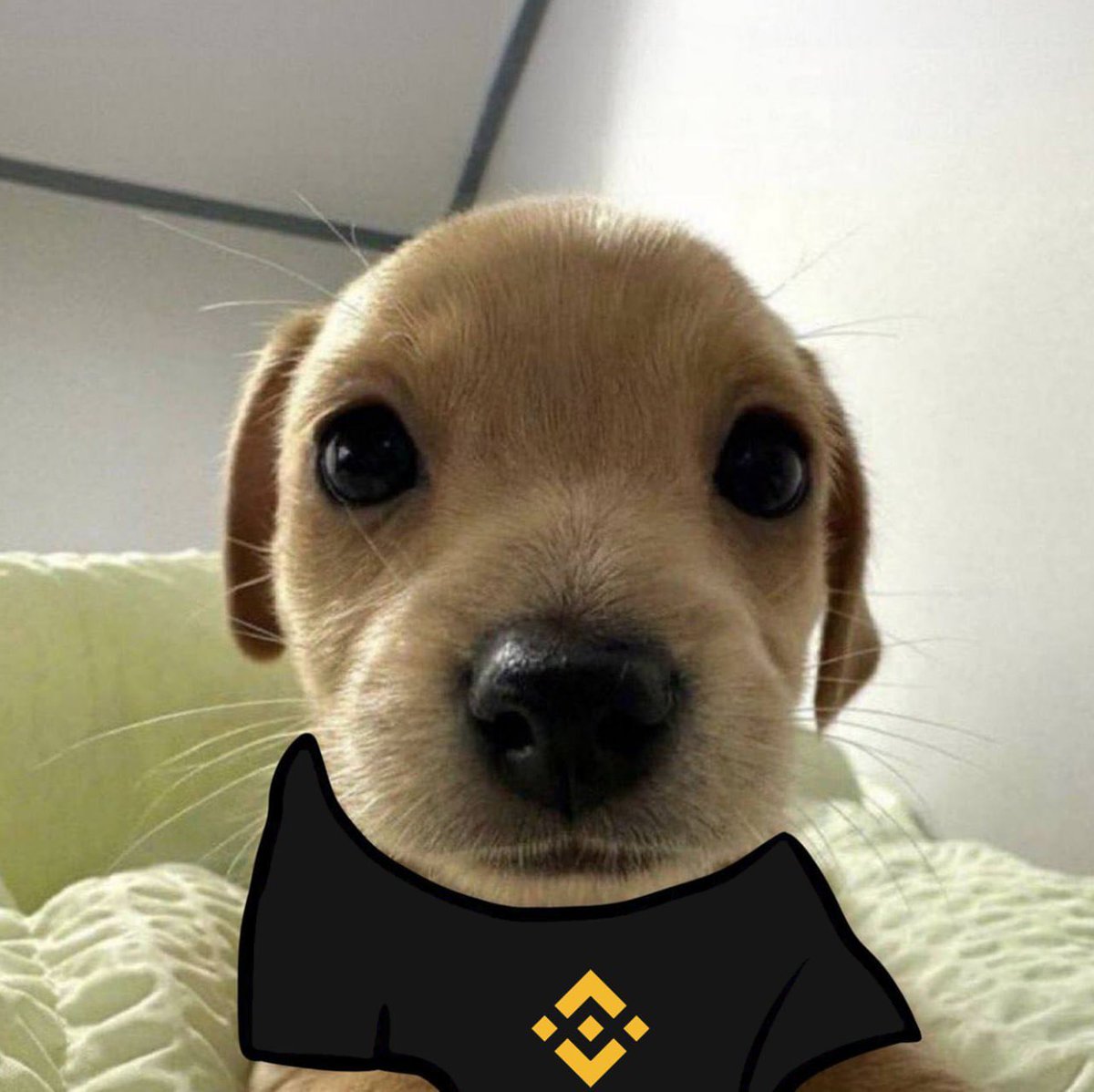 nirty_'s tweet photo. @binance GM wen $billy listing 👉👈 https://t.co/k5P6qGtEuF