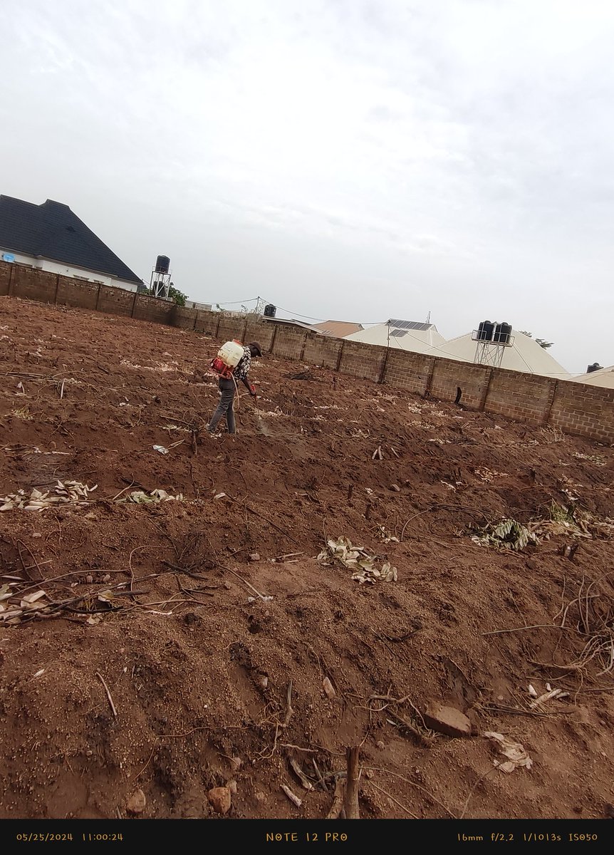 herbeedar's tweet photo. How it started       vs        host it is going.
DK 777 maize seeds (medium maturity) by @Bayer
Six plots of land fenced and gated.
Planted on 25th May, 2024
HERBECIDES
Lagon pre-emergence Herbicides at planting (no weeding @ 7weeks +)
Manual weeding will be done at 8 WAP
#thread https://t.co/o2KEBNavwr
