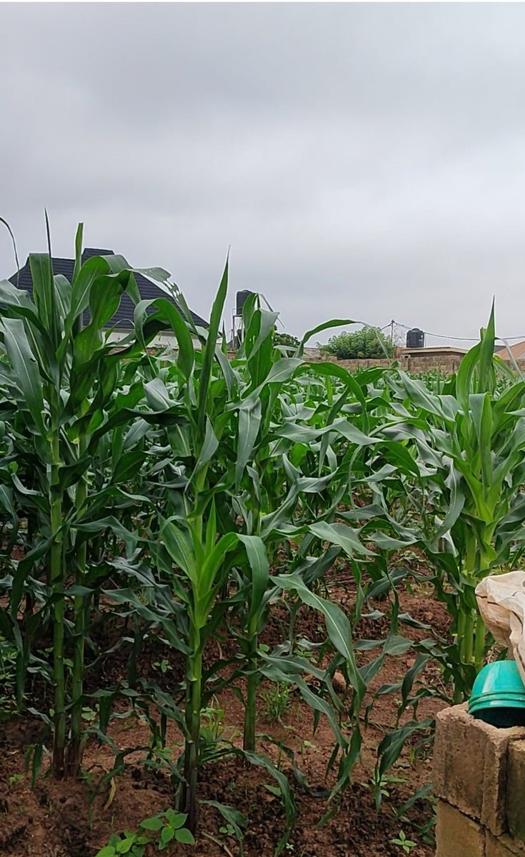 herbeedar's tweet photo. How it started       vs        host it is going.
DK 777 maize seeds (medium maturity) by @Bayer
Six plots of land fenced and gated.
Planted on 25th May, 2024
HERBECIDES
Lagon pre-emergence Herbicides at planting (no weeding @ 7weeks +)
Manual weeding will be done at 8 WAP
#thread https://t.co/o2KEBNavwr