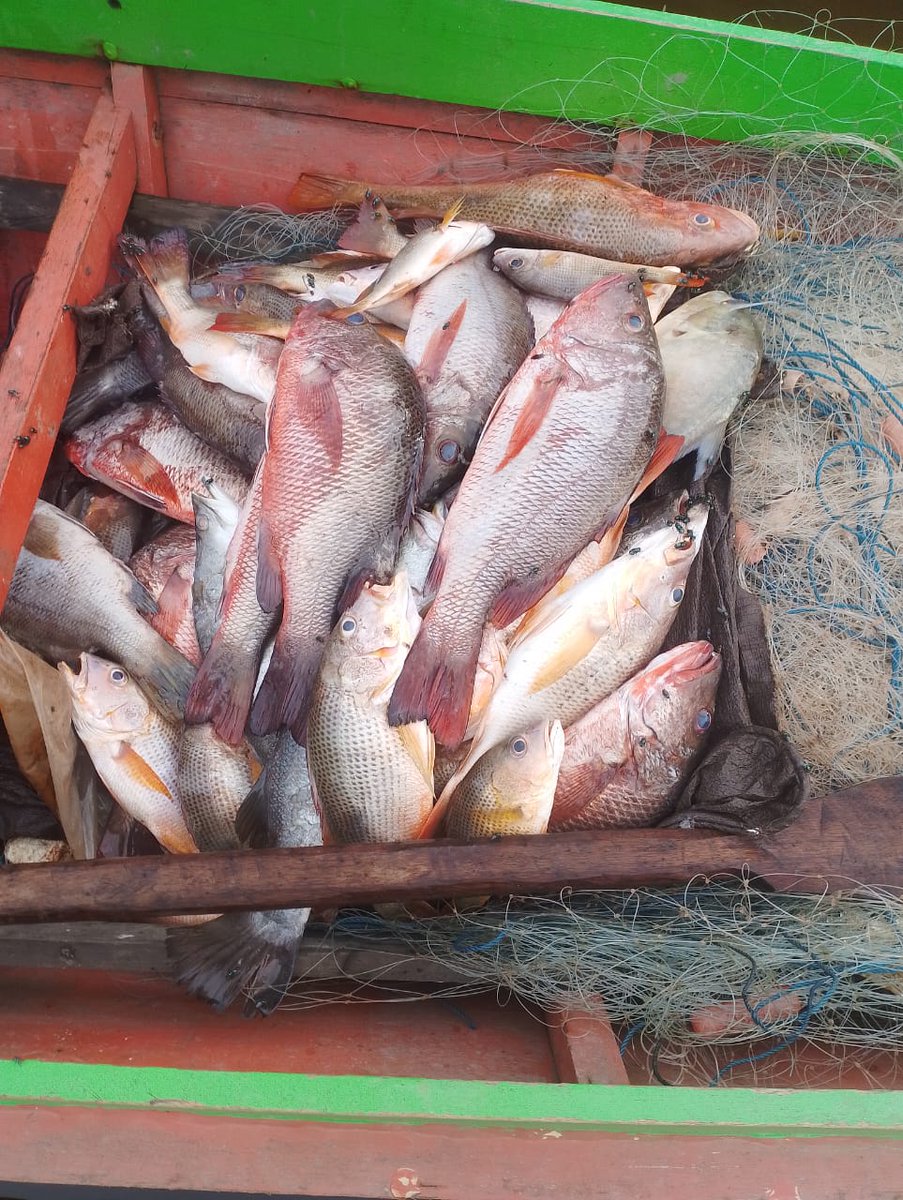 Ali_Akbar28_'s tweet photo. Selasa(16/7), Ali Akbar, Luhkan Tana tidung, KUB Tungku Dacing, Ds Tengku Dacing, melaporkan tangkapan Kakap Merah, Gill Net, 16 Juli, Sebanyak 30kg , harga jual 50.000/Kg #GiatLuhkanSatminkalBitung #Tanatidung #Tangkap https://t.co/uqj1DLxeid