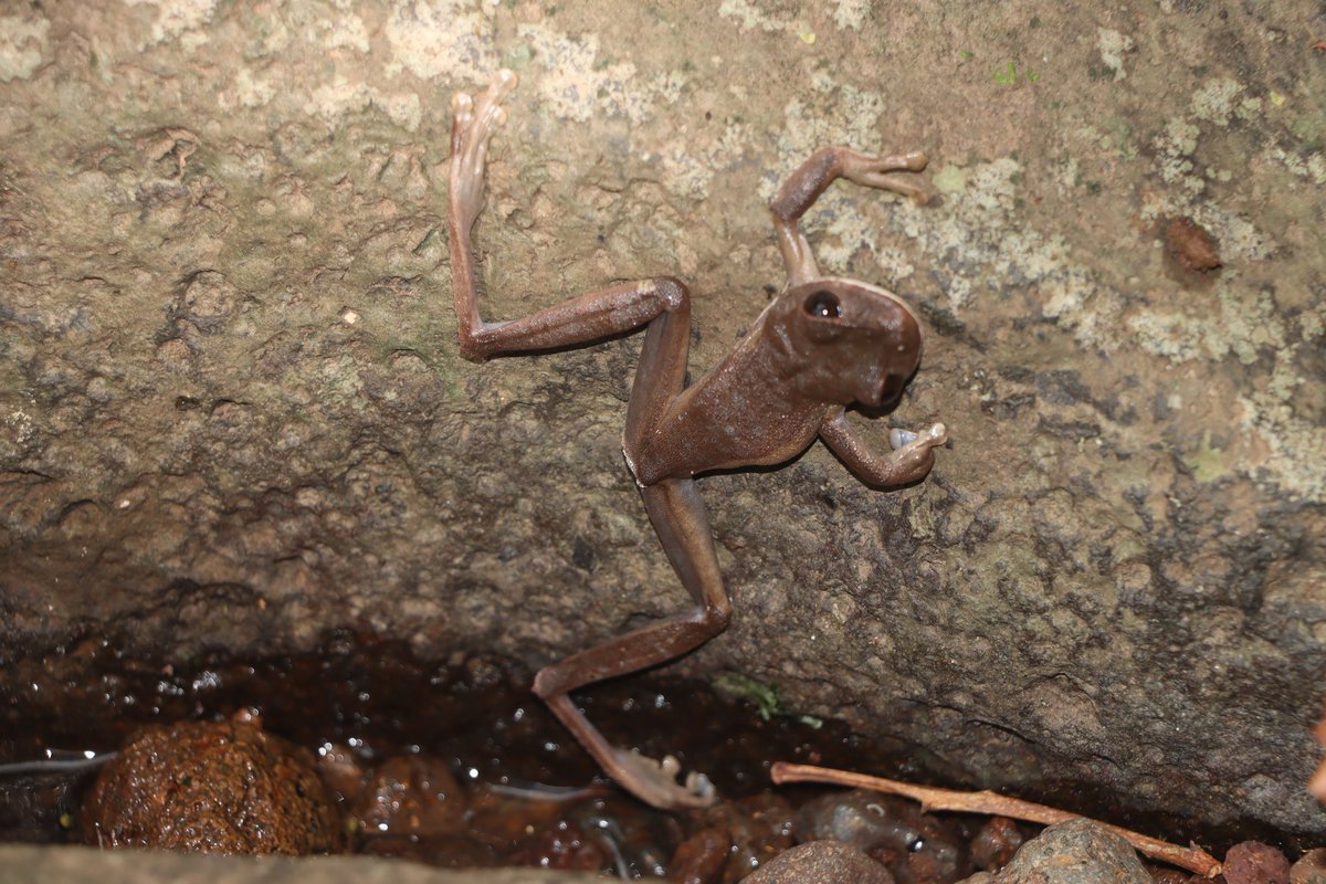 Came across this Papurana species and a Nyctimystes species 🐸 while exploring a hill forest in mainland New Guinea 🤔.