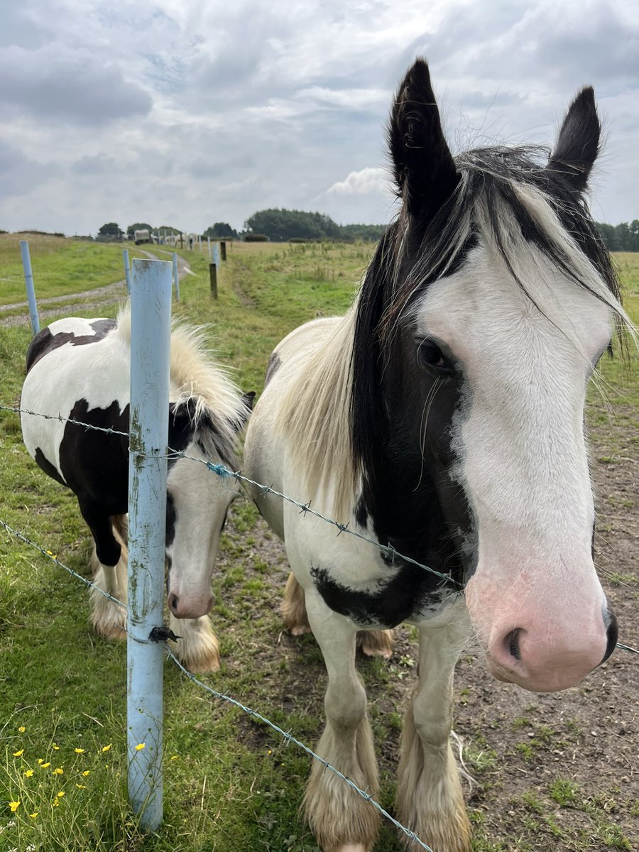 Visiting some local horses for time out with one of our lovely young people <a href="/ReachAcademyUK/">ReachAcademyUK</a> #reachacademy #petsastherapy #calminginfluence