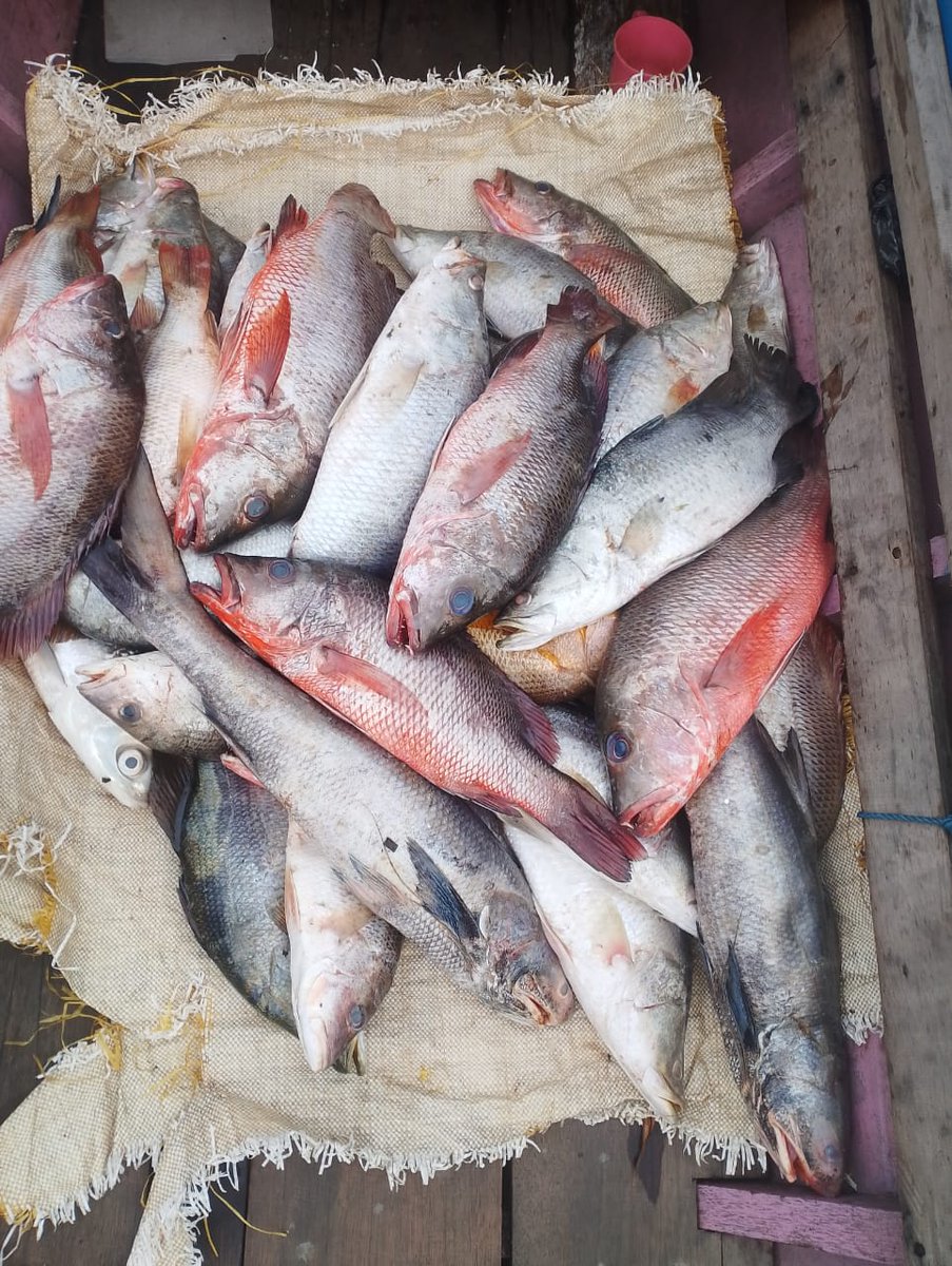 Ali_Akbar28_'s tweet photo. Selasa(16/7), Ali Akbar, Luhkan Tana tidung, KUB Intimung Taka, Ds Tanah Merah Barat, melaporkan tangkapan Kakap Merah, Kakap Putih, Gill Net, 15 Juli, Sebanyak 20kg , harga jual, 50.000/Kg #GiatLuhkanSatminkalBitung #Tanatidung #Tangkap https://t.co/K5H1jo2WTA
