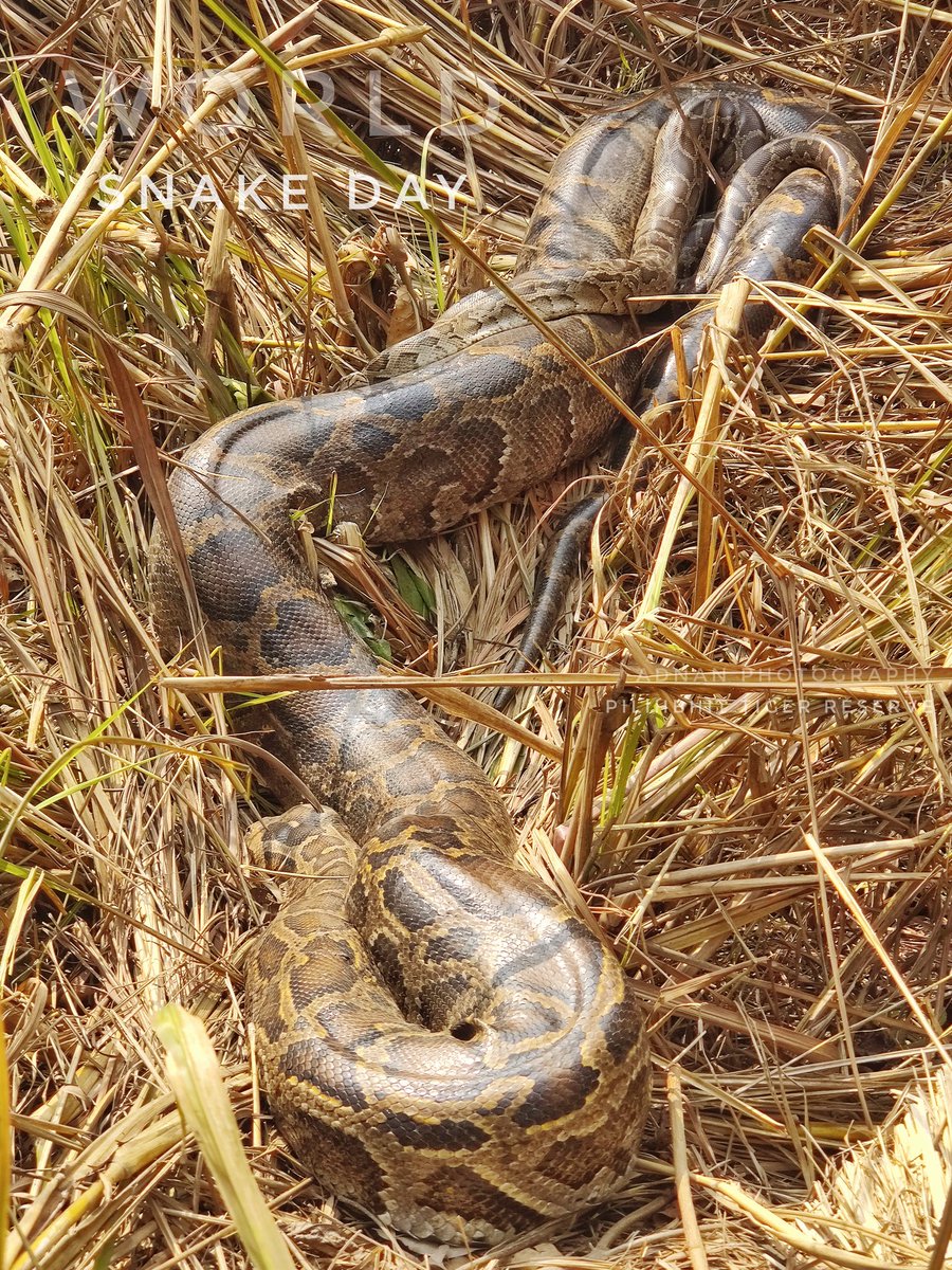 AdnanKhanBabaP1's tweet image. #PilibhitTigerReserve #rockpython #BigSnake #snake #reptile #WorldSnakeDay #SnakeDay #snakesofindia @Dmpilibhit @PilibhitR @jaiveersingh099 @brajeshpathakup @myogioffice @byadavbjp @UpforestUp @InfoDeptUP @DrArun_BJP @arunkumarmlabjp @CommissionerBa1 @UPGovt @KPMalik_BJP @moefcc